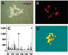 HEK 293 cells grown on the DIOS substrate
